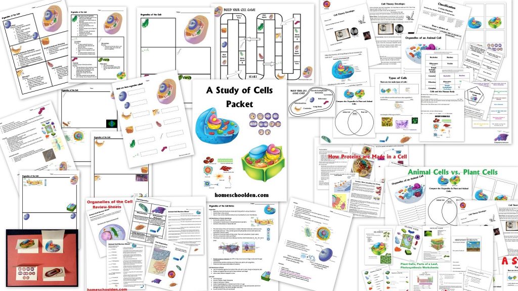 Cell Packet - Cell Unit Homeschool Curriculum