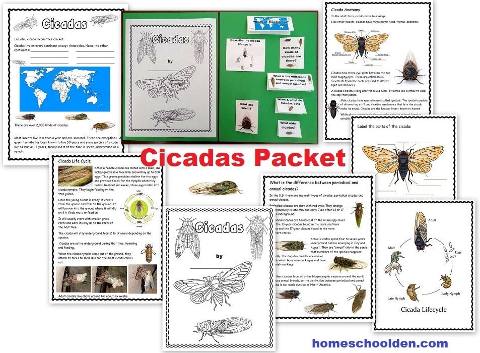 https://953129f2.delivery.rocketcdn.me/wp-content/uploads/2020/07/Cicadas-Worksheet-Packet.jpg