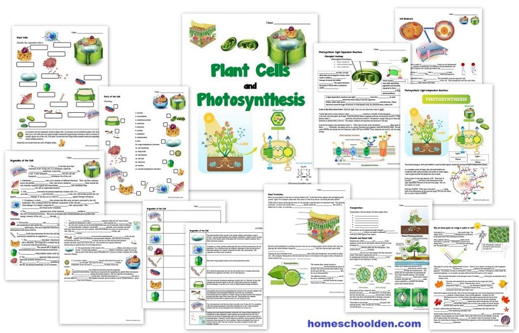 Plant Cell and Photosynthesis Worksheets